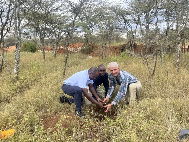 Three men crouch in tall grass planting an acacia seedling, Allan Ward among them.