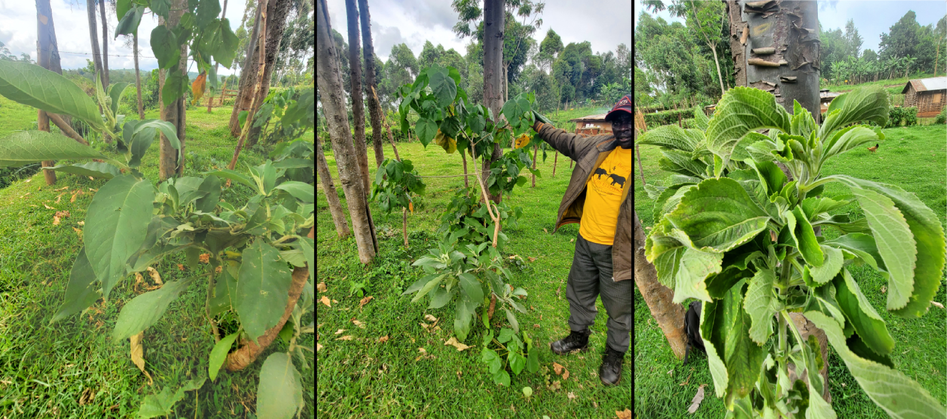 Three photographs side by side: large pale leaves of a shrub; a man in a yellow T-shirt holding up the branch of a young tree in a grassy clearing; close-up of soft, toothed leaves.