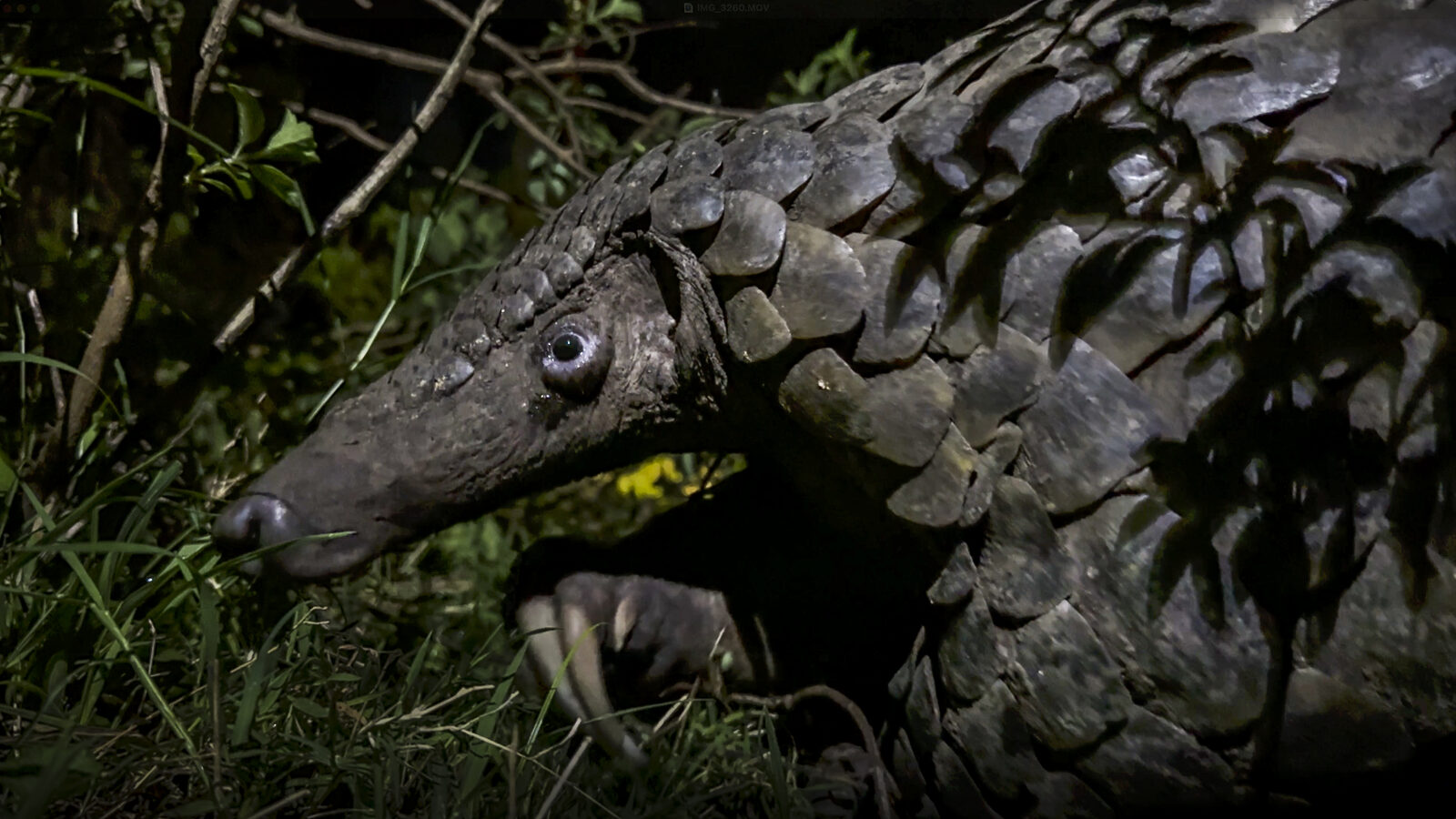A giant pangolin moving through leafy undergrowth at night, its overlapping scales and long snout lit against the dark.